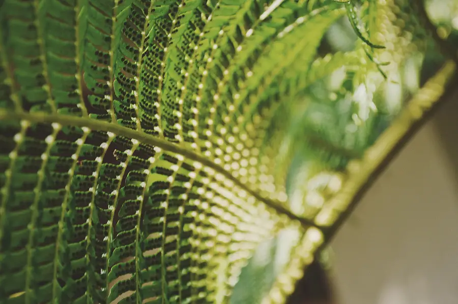 Sunlight through a green fern frond