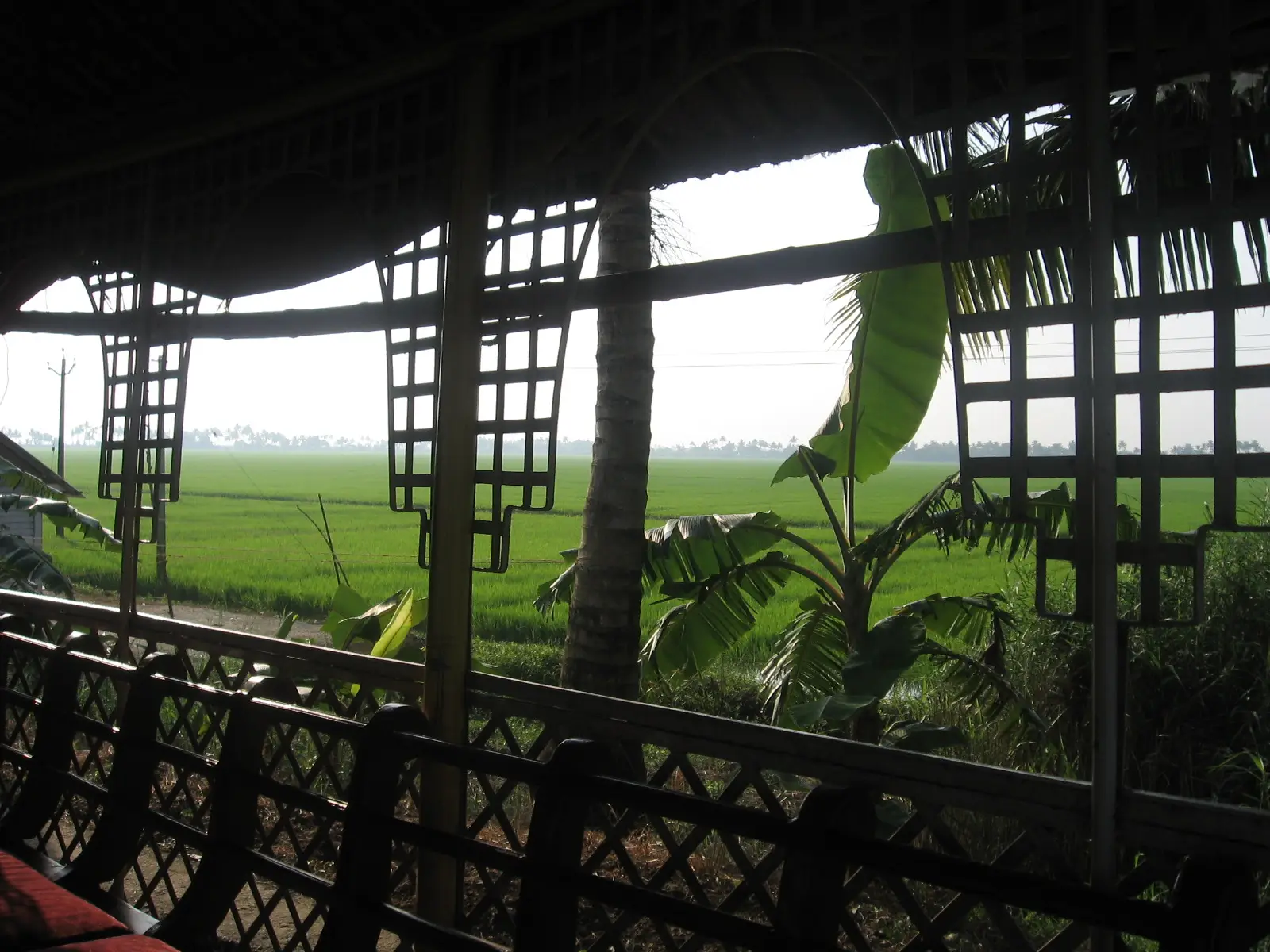 Paddy fields seen from a Kerala houseboat