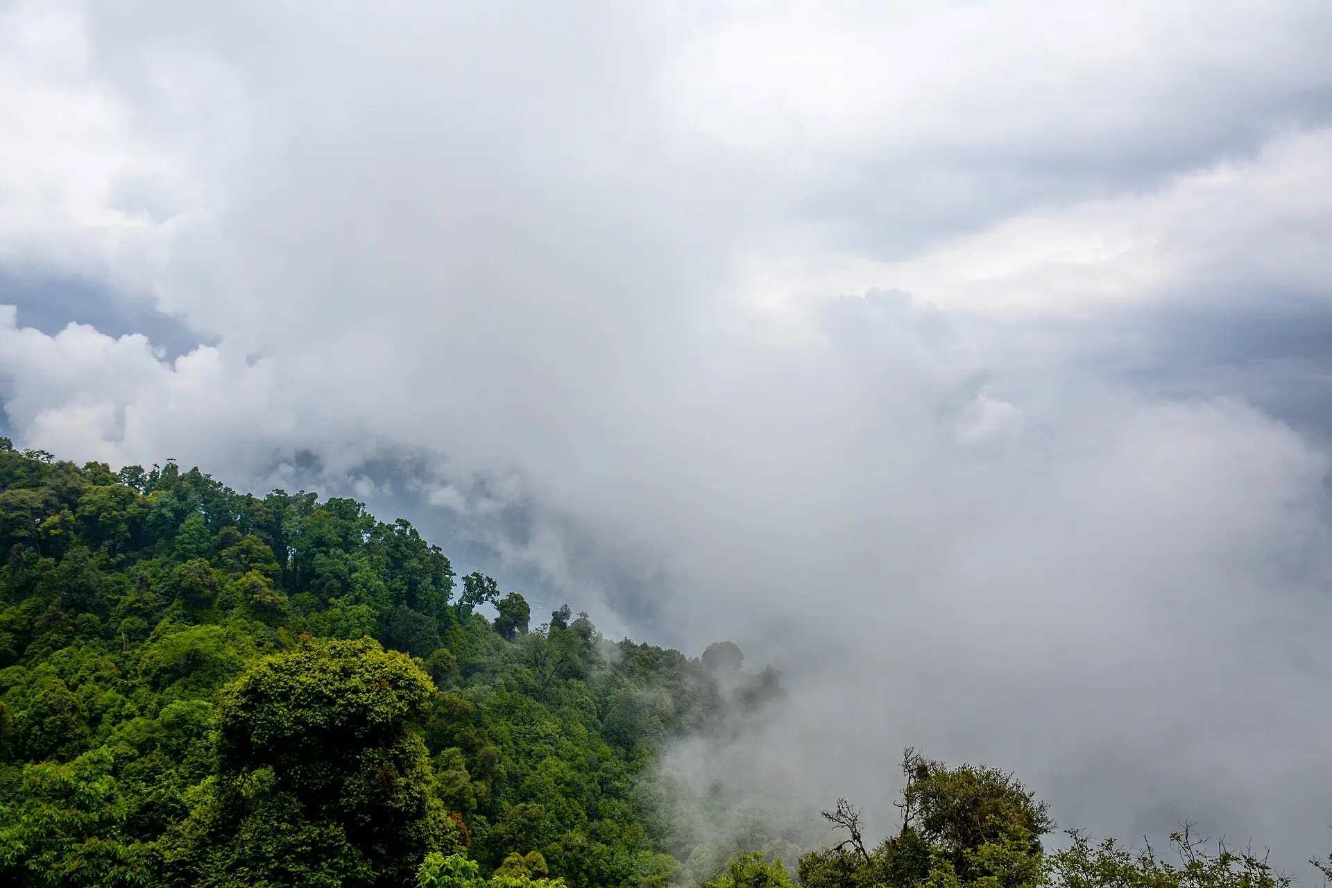 Clouds drifting over a rainforest canopy