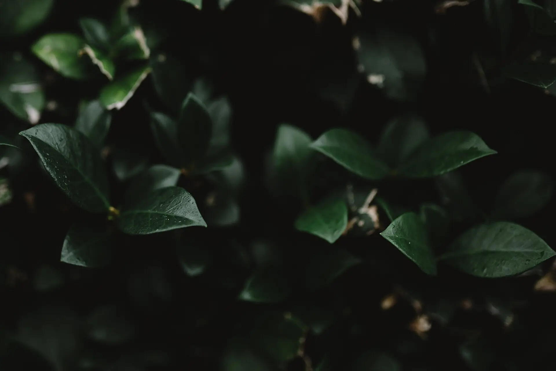Dark green leaves in soft shade