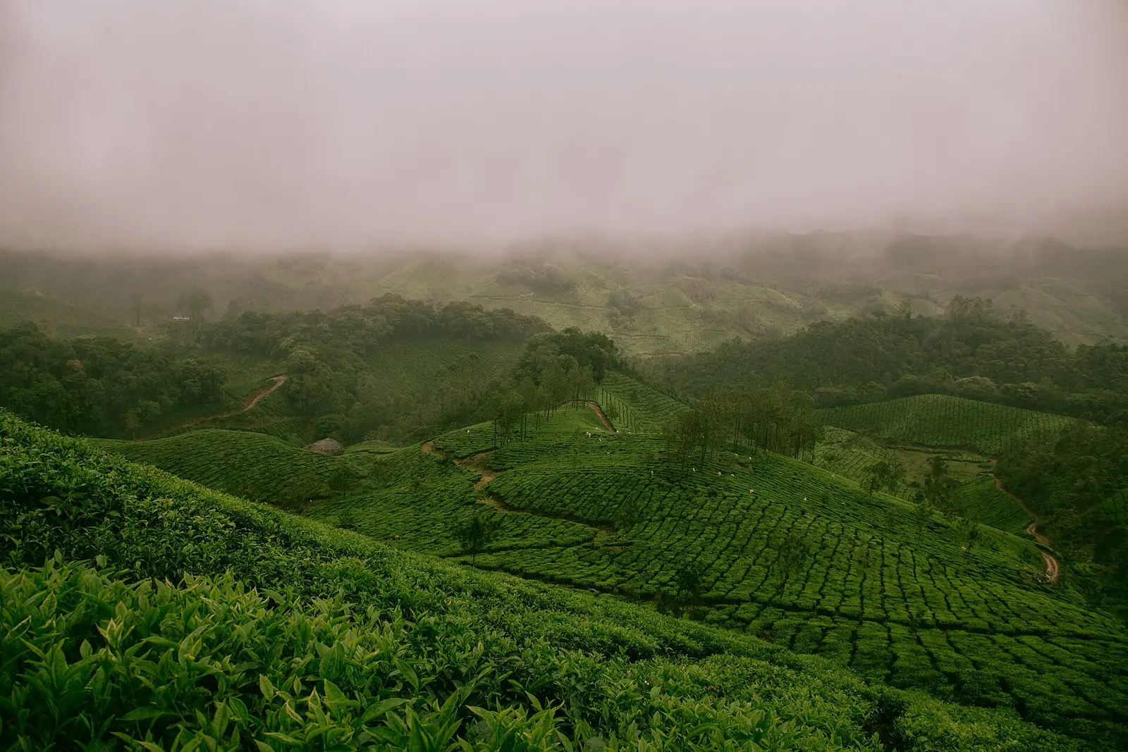 Mist rolling over green hills in Munnar