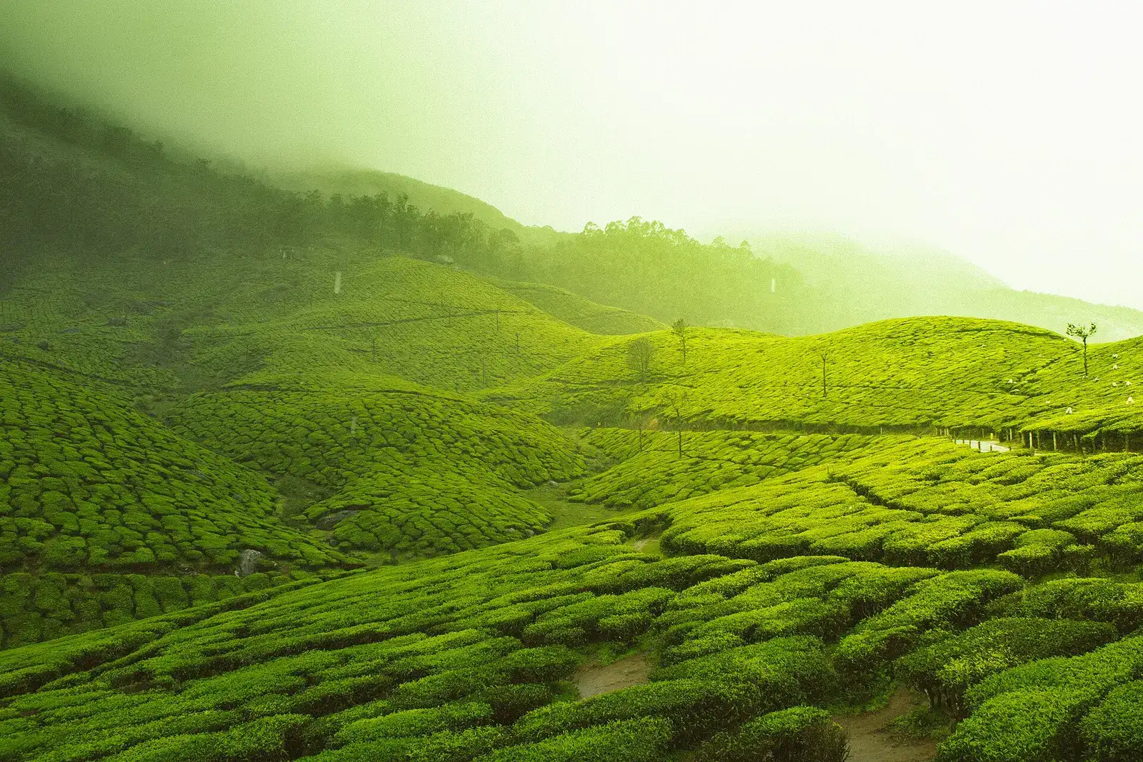 Rolling tea gardens in Munnar